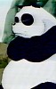 panda3.jpg